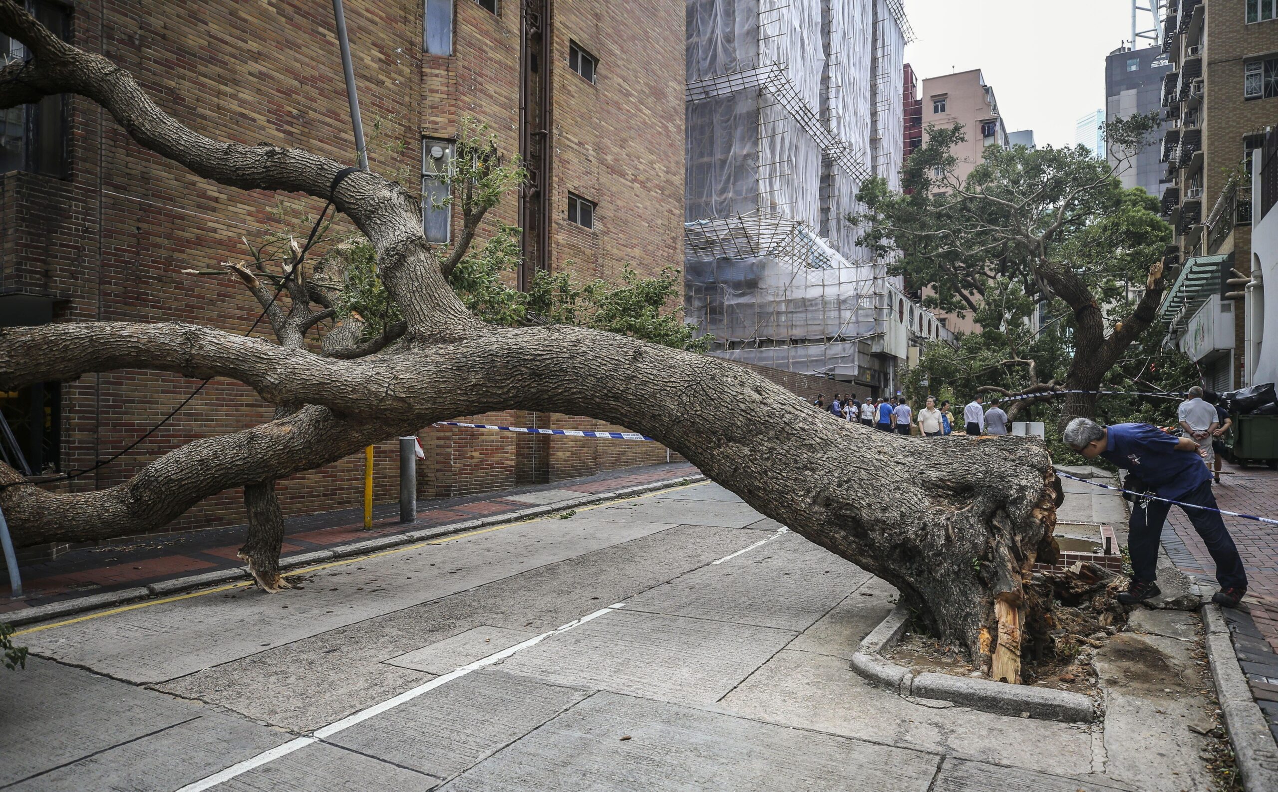 Gli alberi in città sono pericolosi?